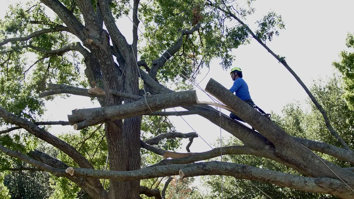 Professional Crown Thinning performed by certified arborists in Baileys Harbor