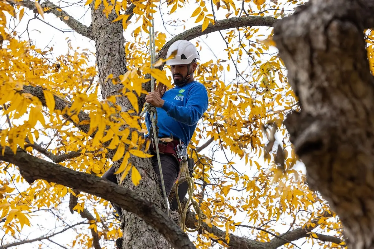 Skilled Tree Pruning crew working in Baileys Harbor