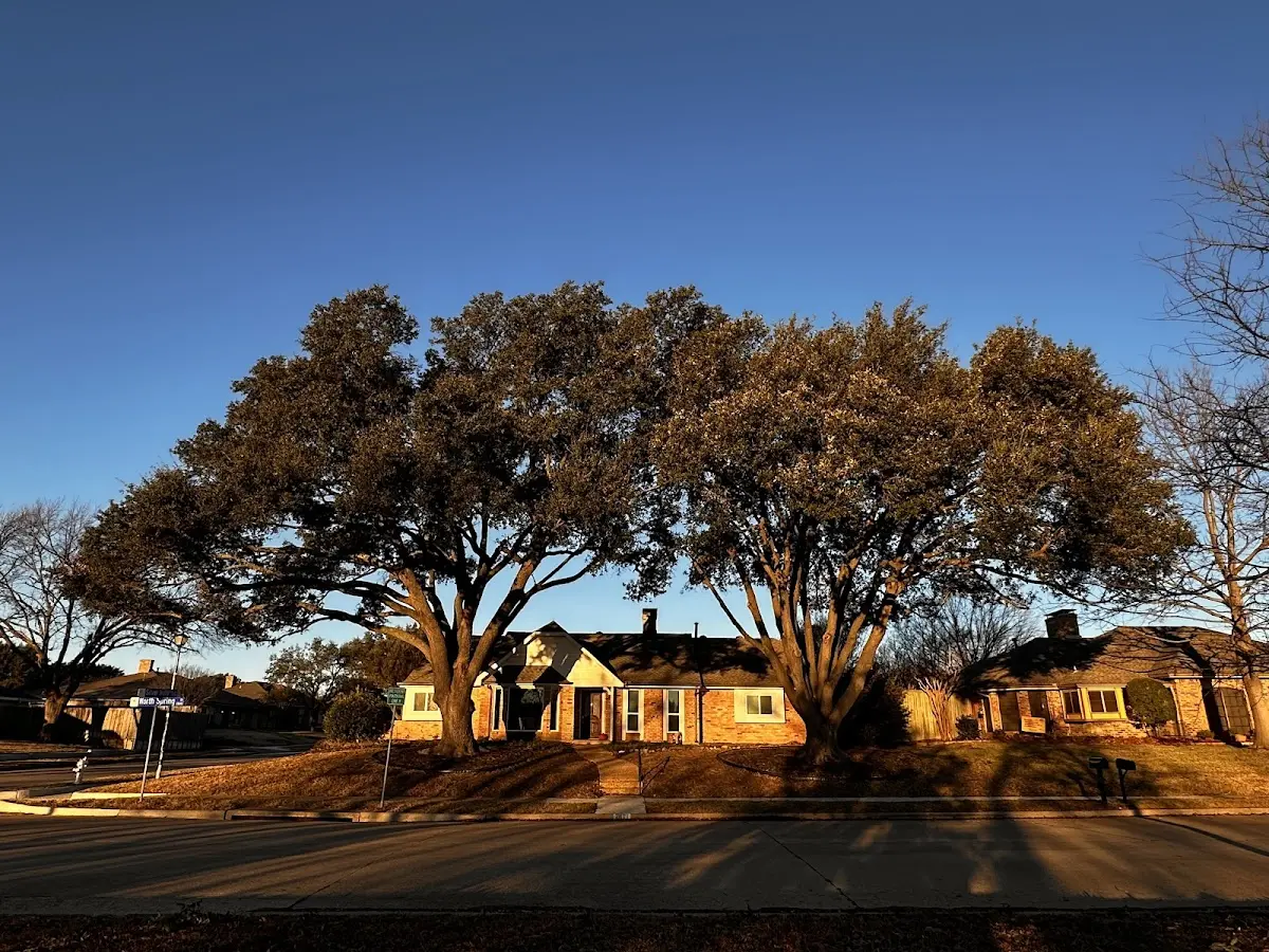 Established residential canopy tree shading a home in Baileys Harbor